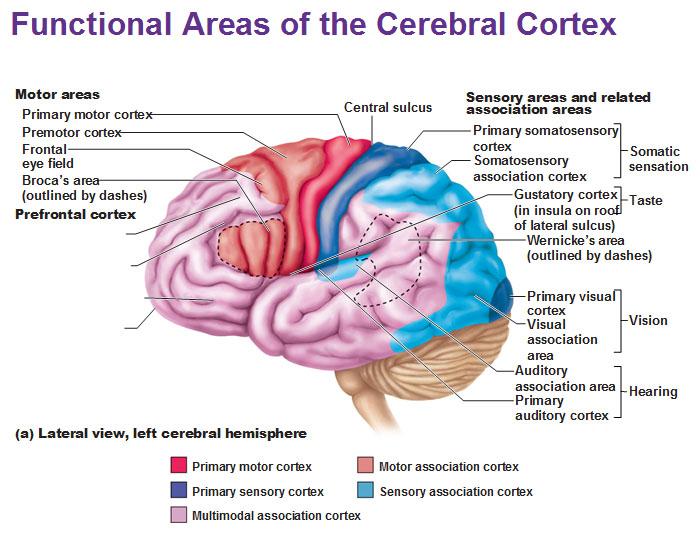 sensation in the brain